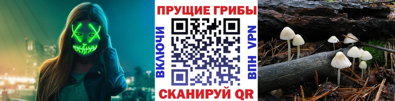 Купить где  Новая Ляля  Псилоцибиновые грибы Psilocybe 